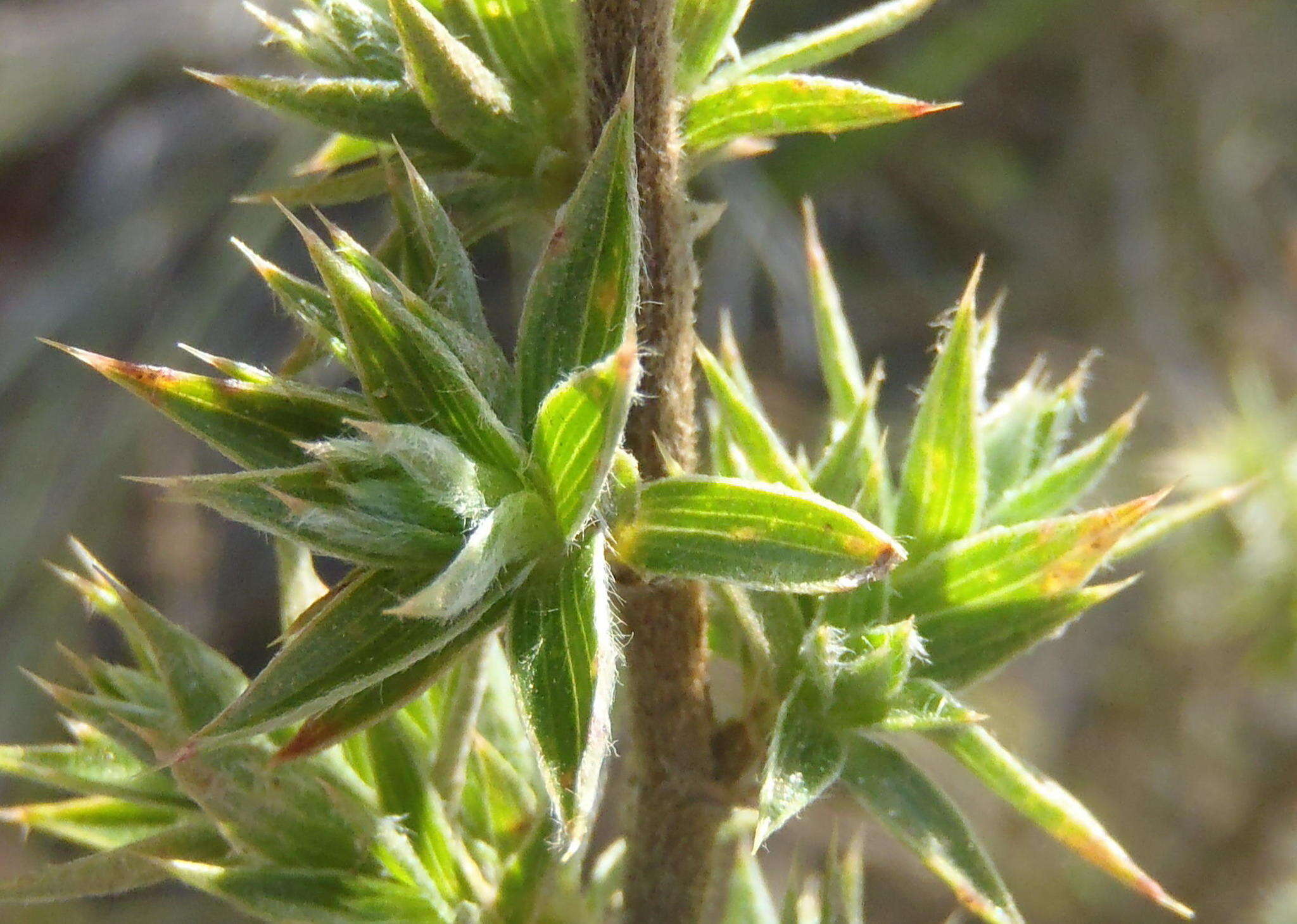 Image of Cliffortia ruscifolia L.