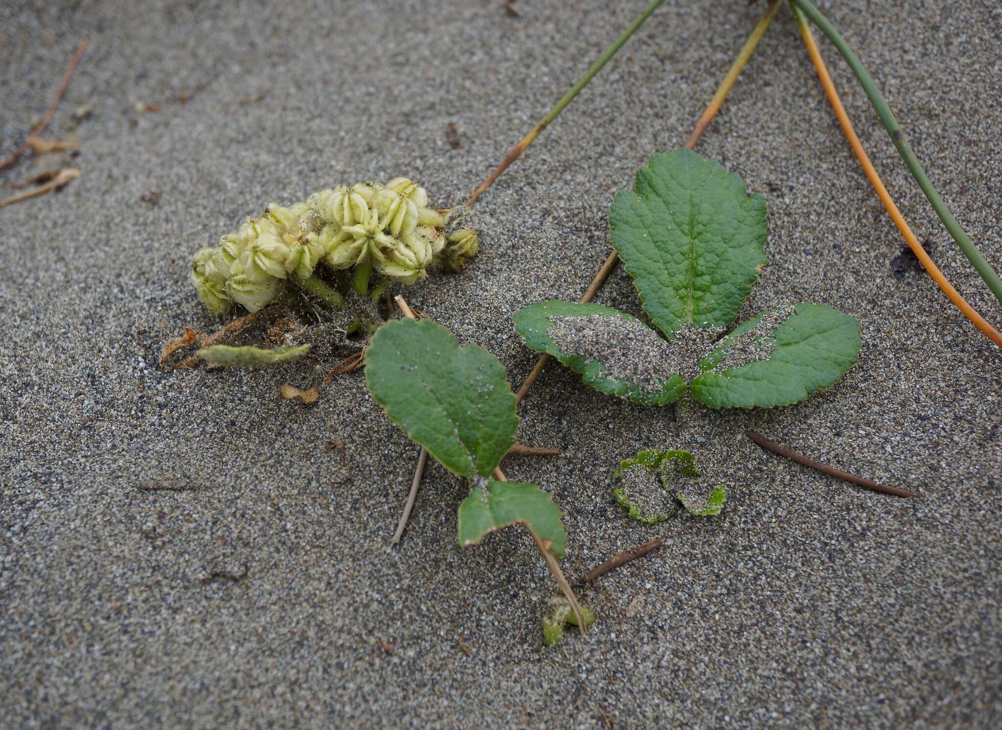 Angelica leiocarpa (Mathias) resmi