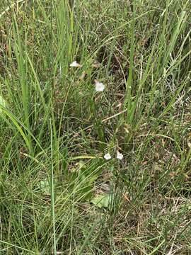 Imagem de Mimulus strictus Benth.