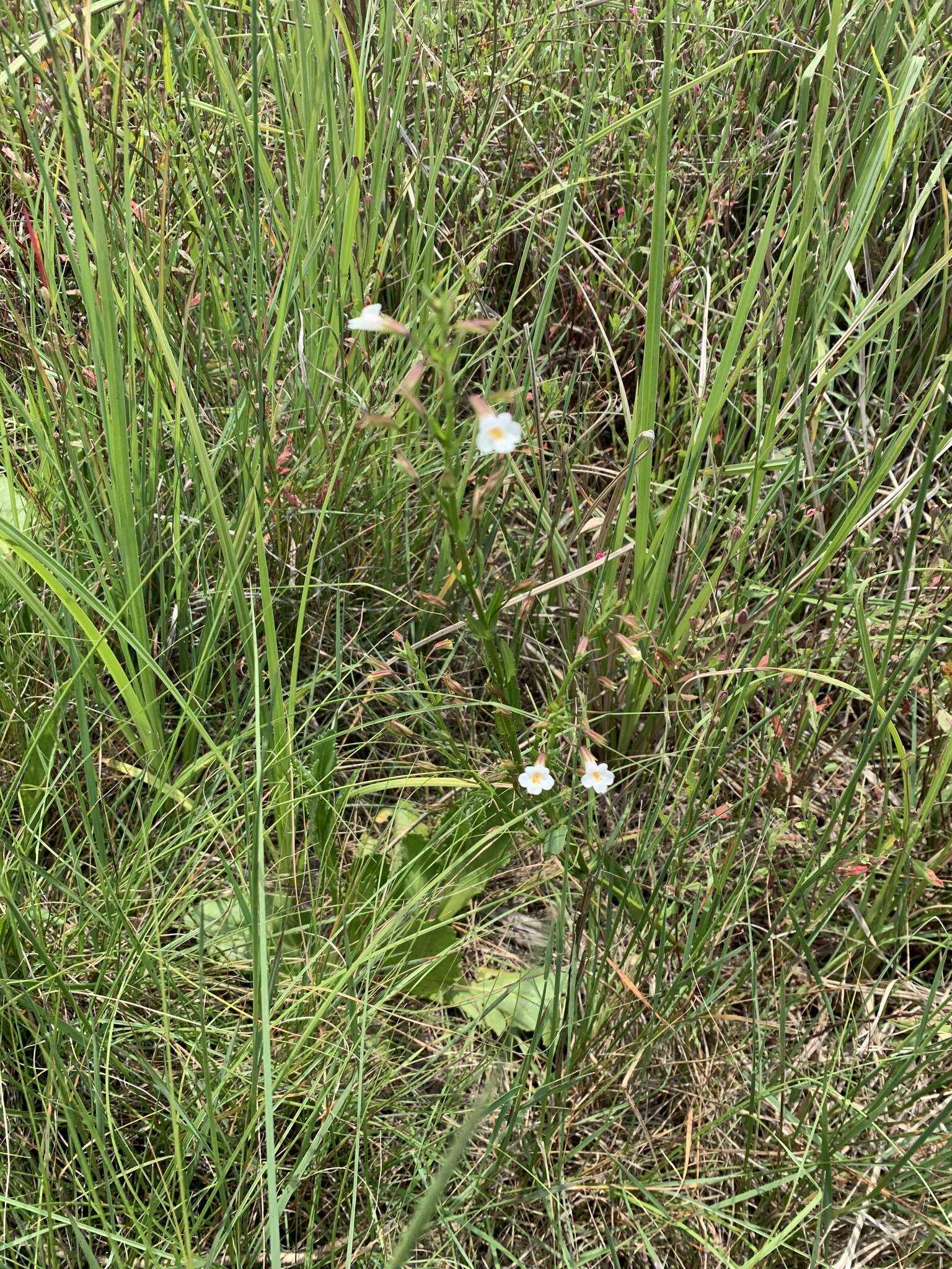 Image of Mimulus strictus Benth.