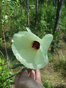 Hibiscus aculeatus Walt. resmi