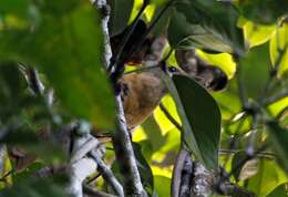 Image of Northern Variable Pitohui