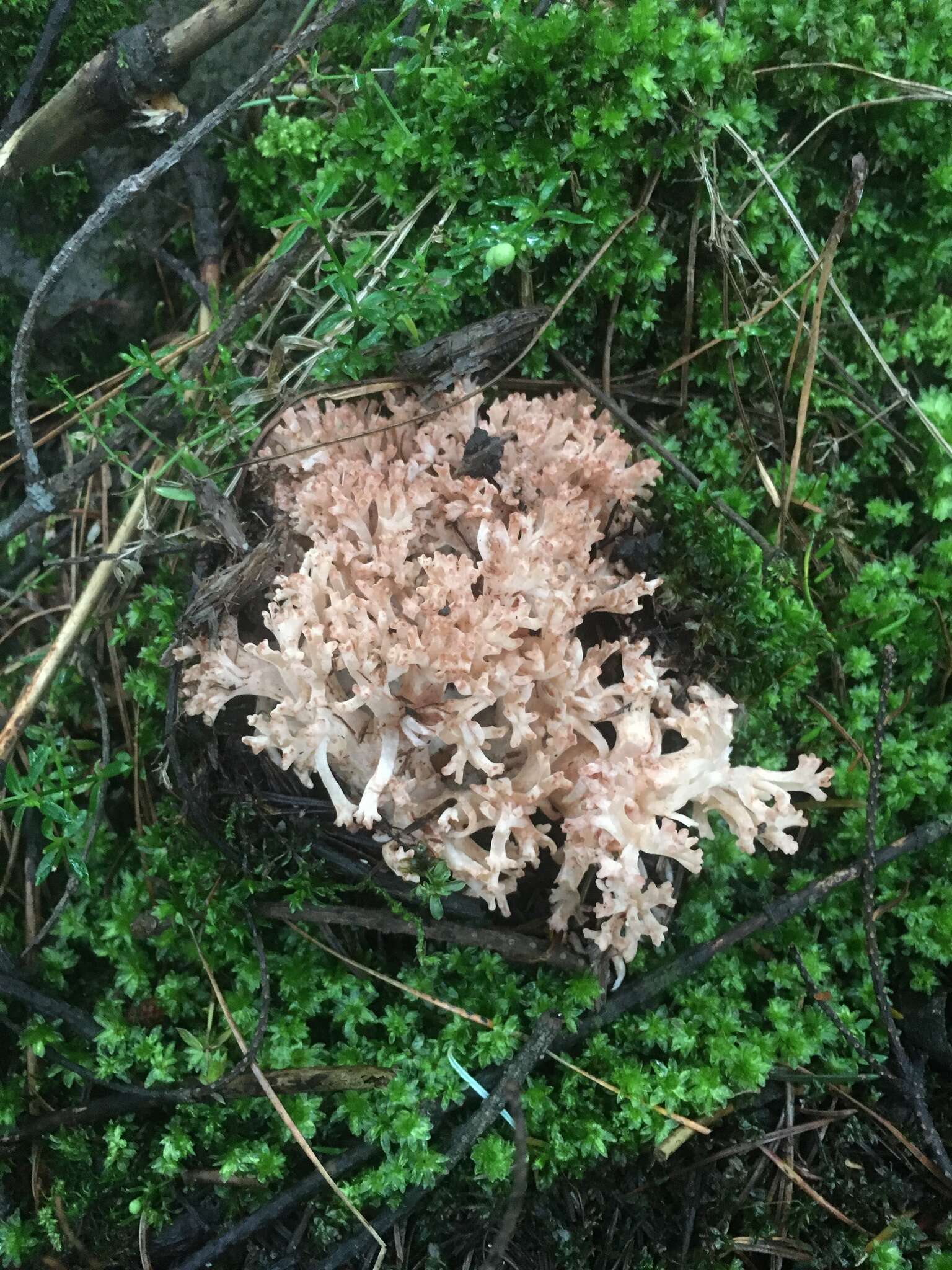 Image of Ramaria subbotrytis (Coker) Corner 1950