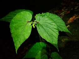 Image of Begonia holttumii Irmsch.