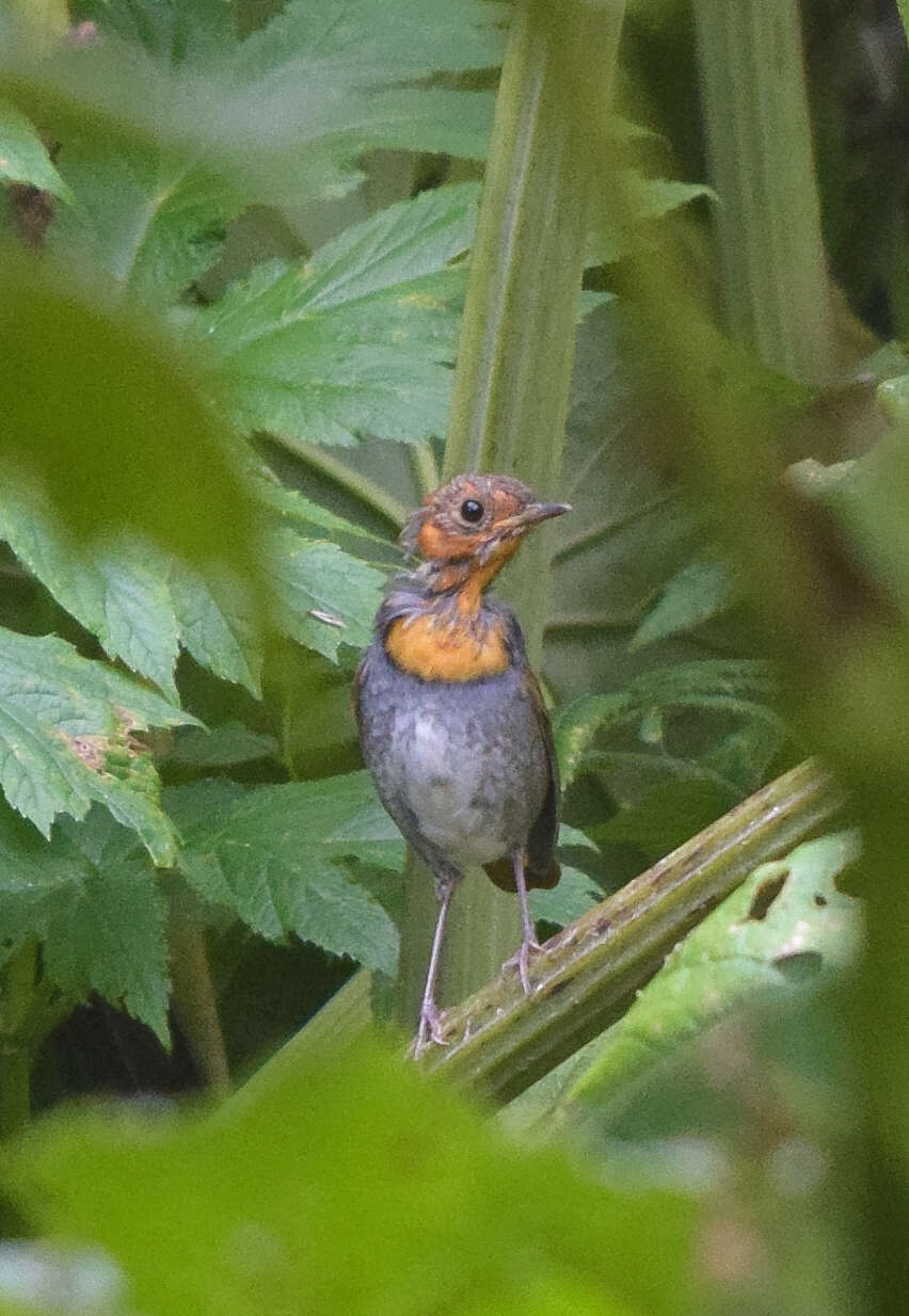 Image of Japanese Robin