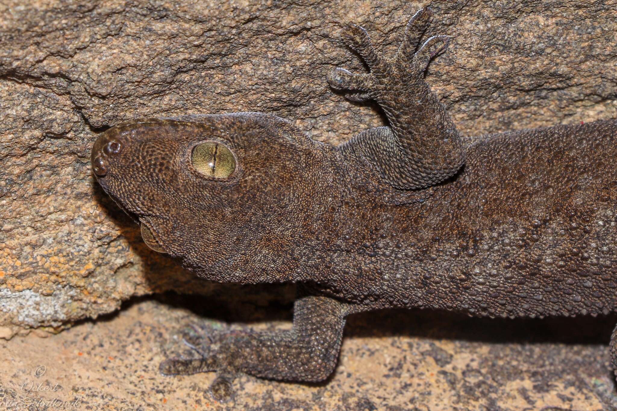 Image of Pachydactylus kladaroderma Branch, Bauer & Good 1996