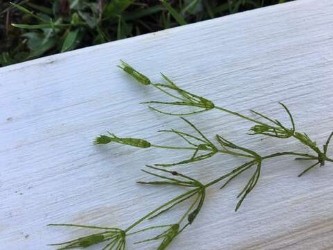 Image of Delicate Stonewort