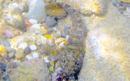 Image of Rock Goby