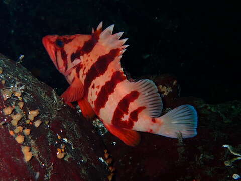 Image of Tiger rockfish