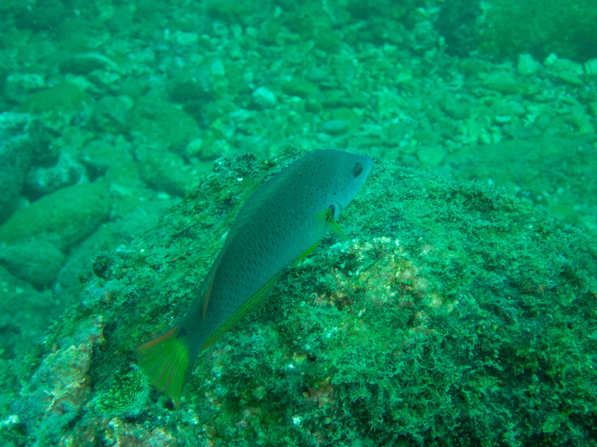 Image of Black wrasse