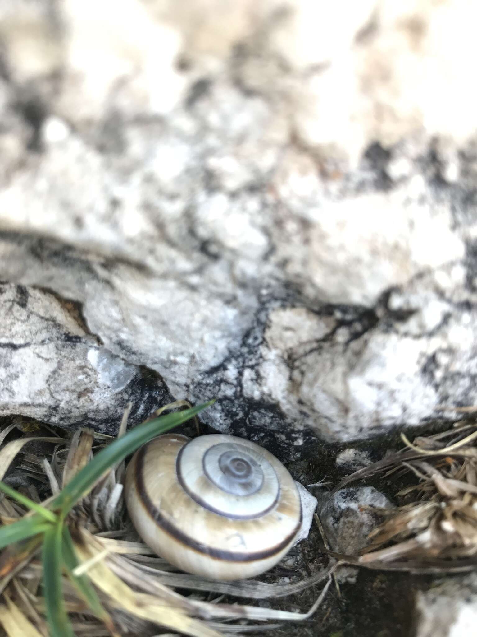 Image de Chilostoma frigidum (De Cristofori & Jan 1832)