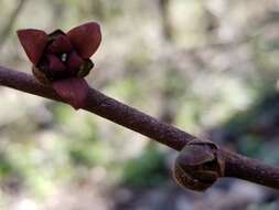 Image of Small-Flower Pawpaw