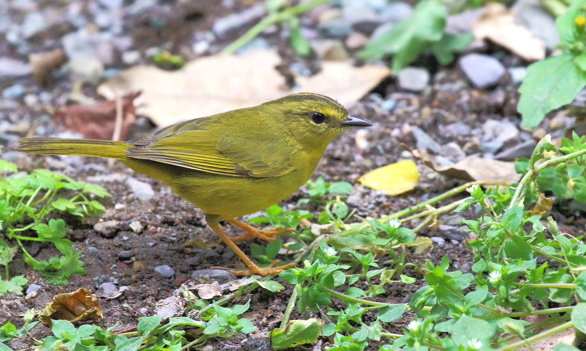 Image of Two-banded Warbler