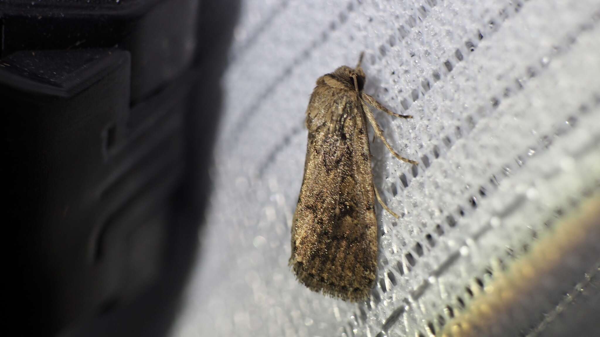 Image of Spodoptera depravata Butler 1879