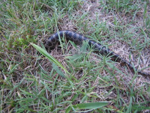 Image of Prairie Kingsnake