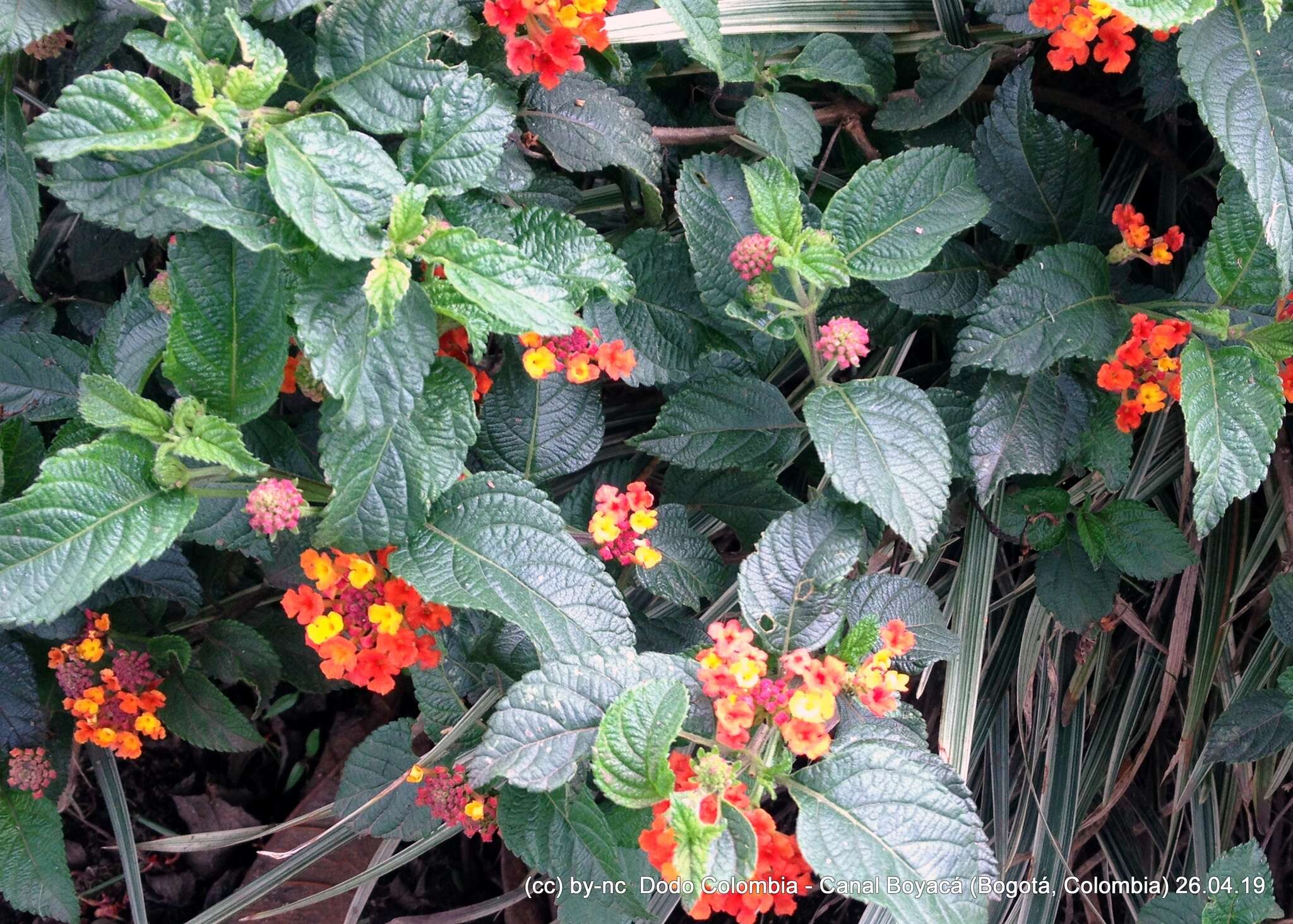 Image of Lantana horrida Kunth