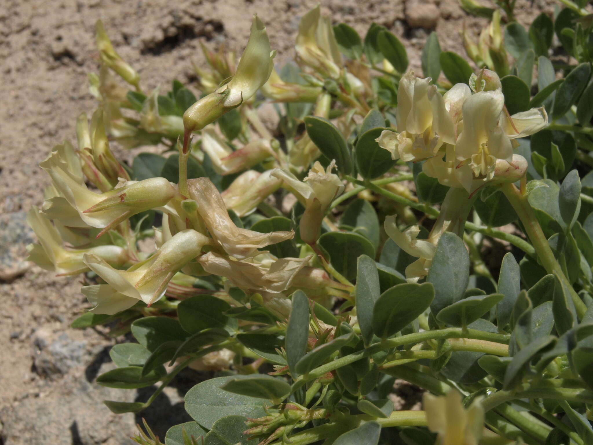 Image of Lavin's milkvetch