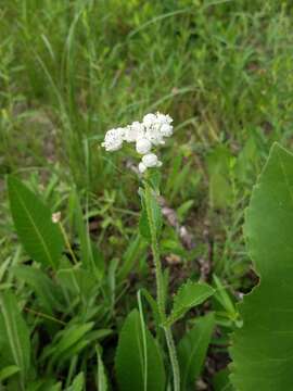 Image of wild quinine