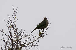 Image of Chestnut-backed Tanager