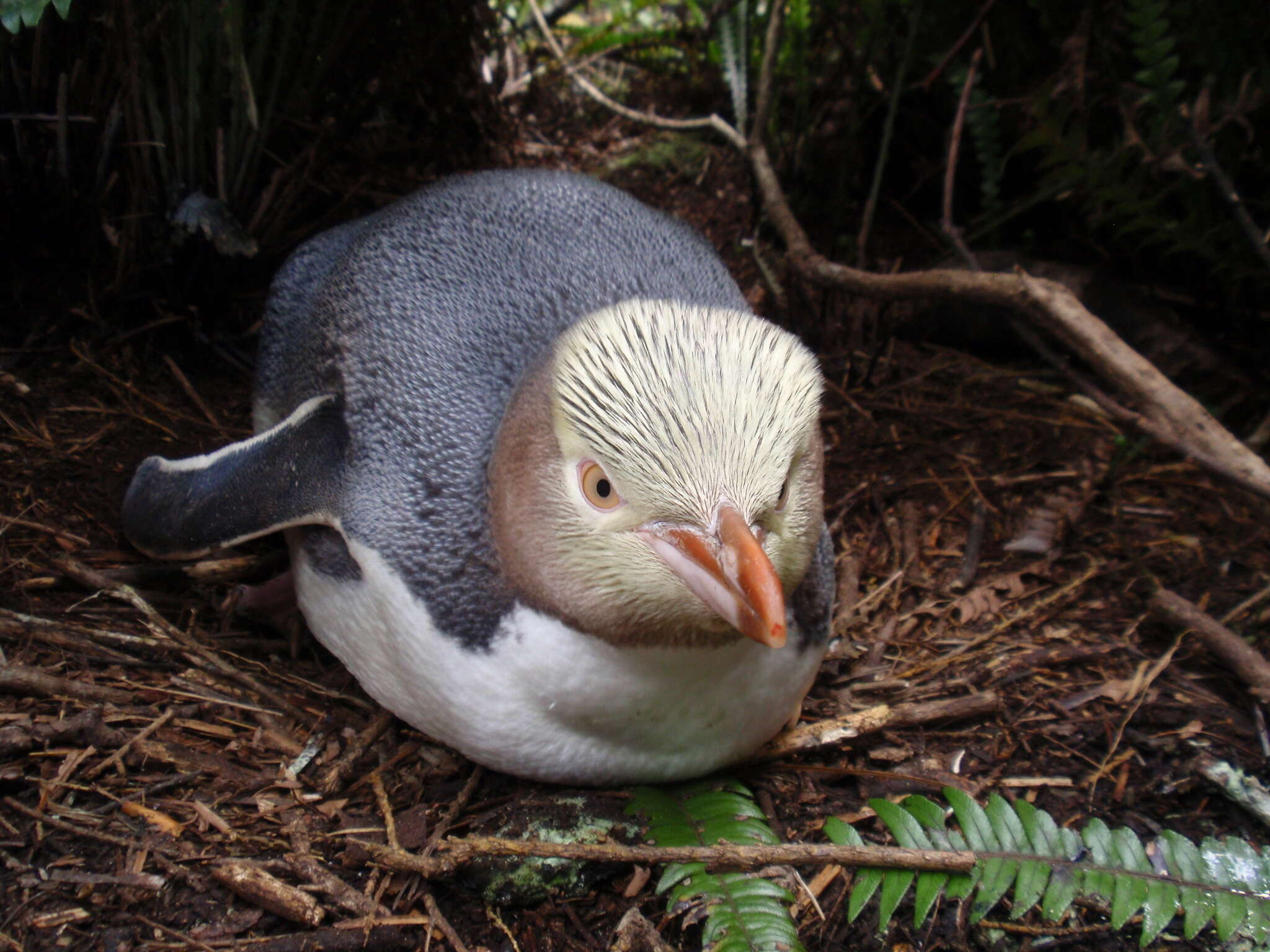 Image of Yellow-eyed Penguins