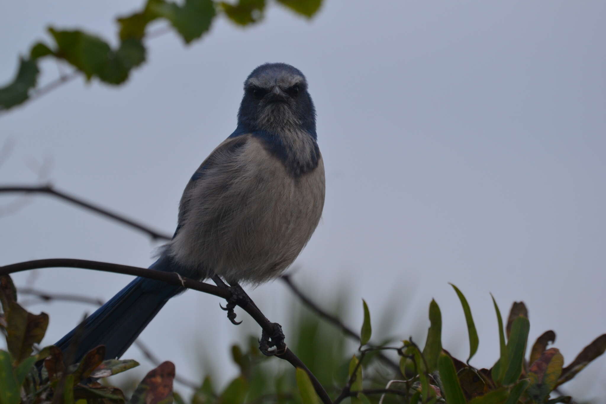 Imagem de Aphelocoma coerulescens (Bosc 1795)