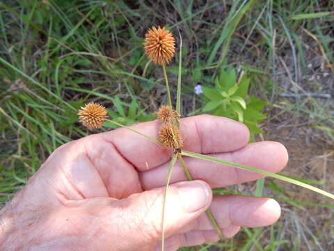 Image of globe flatsedge