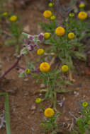 Image of Helenium atacamense Cabrera