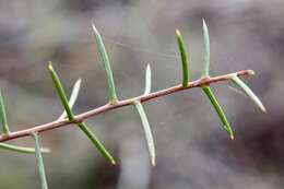 Acacia colletioides Benth. resmi