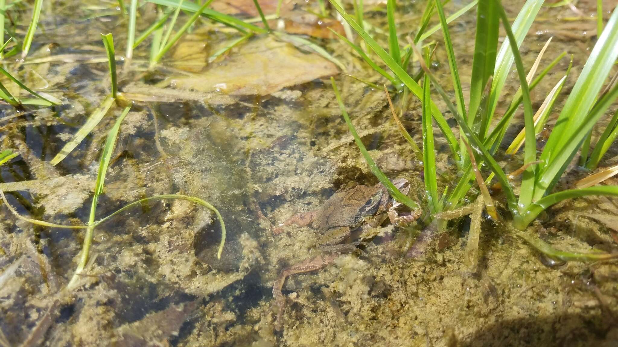 Image of Mountain Chorus Frog