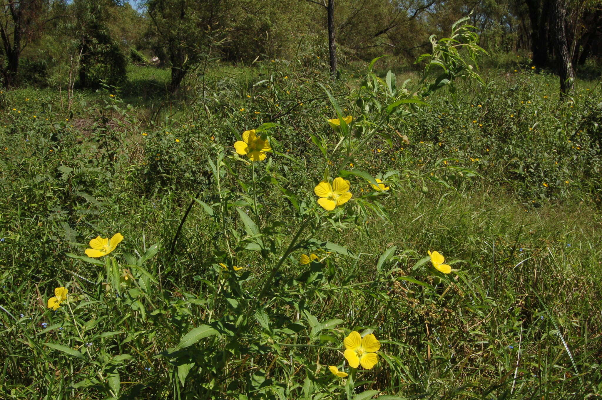 صورة Ludwigia bonariensis (Micheli) Hara