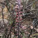 Imagem de Lachenalia summerfieldii G. D. Duncan