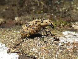 Image de Euparius polius Jordan 1904