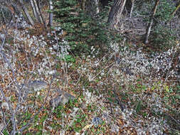 Image of Lunaria annua subsp. annua