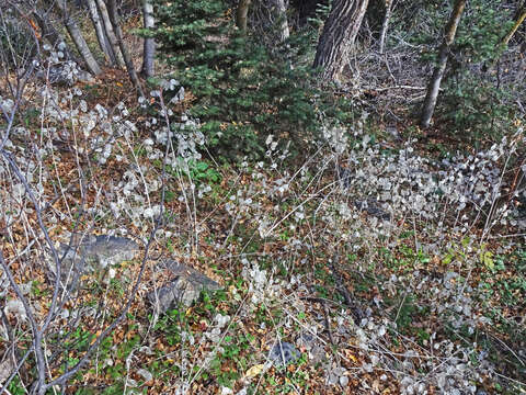 Image of Lunaria annua subsp. annua