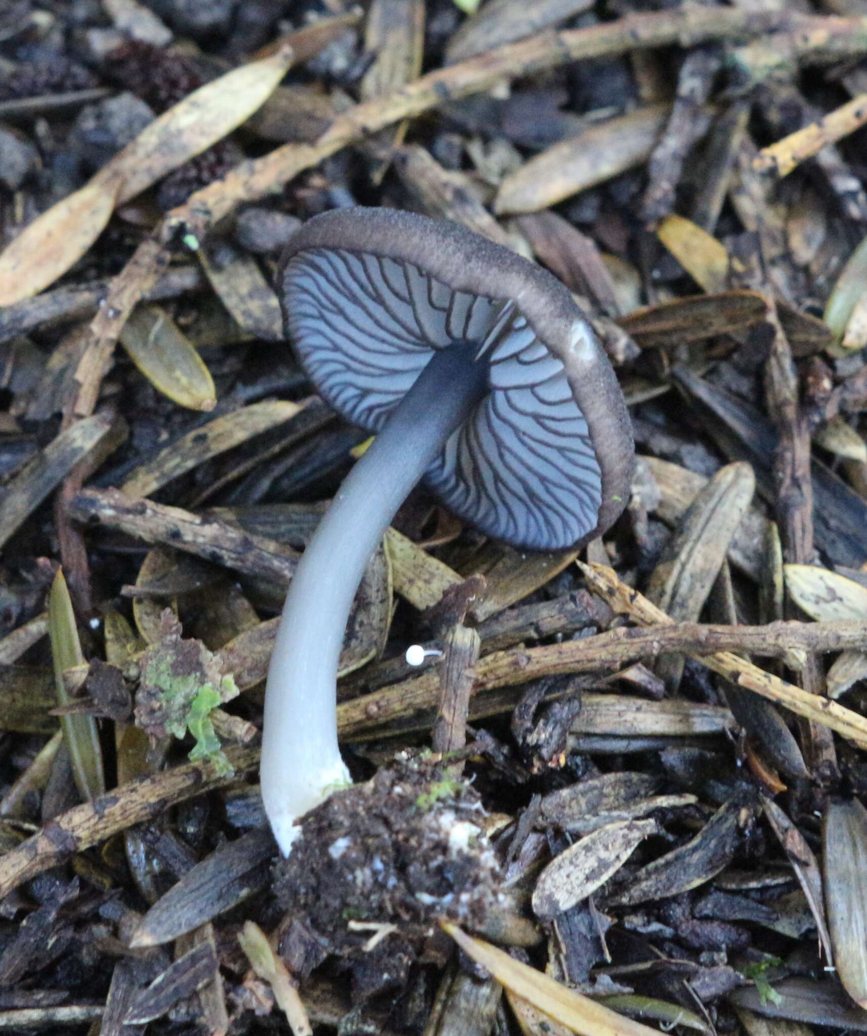 Image of Entoloma melanocephalum G. Stev. 1962