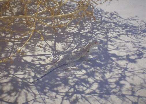 Image of Fringe-toed Sand Lizard