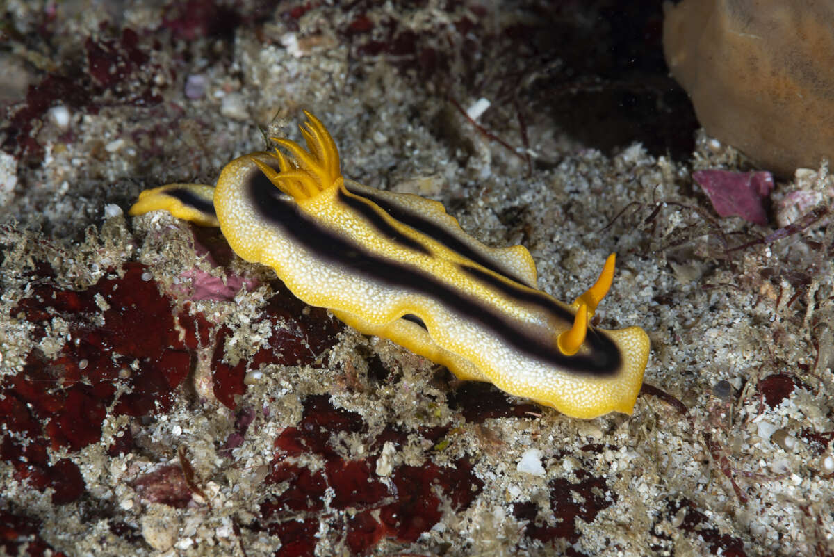 Image of Chromodoris joshi Gosliner & Behrens 1998