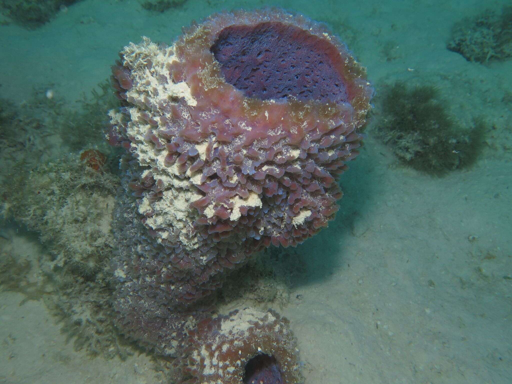 Image of Azure Vase Sponge