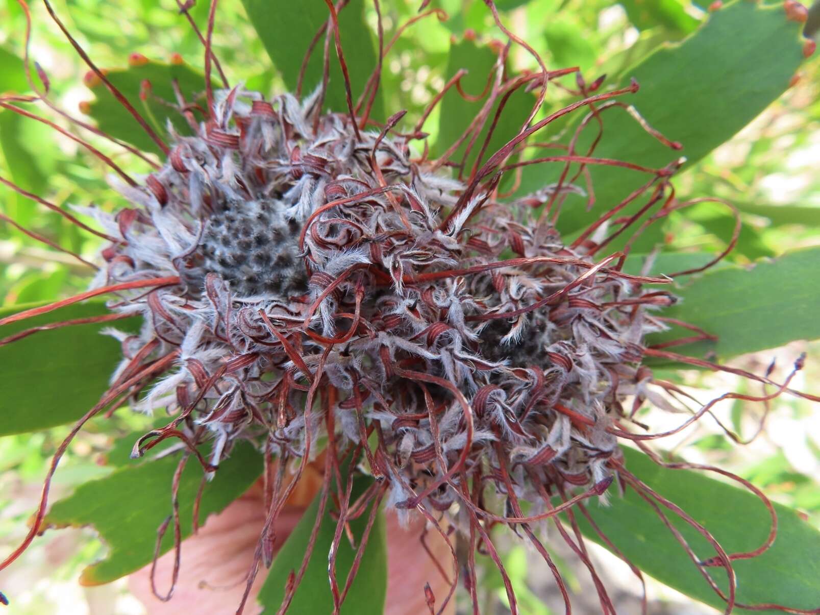 Image of Leucospermum fulgens Rourke