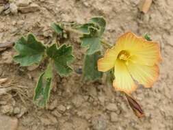 Plancia ëd Hibiscus aethiopicus var. aethiopicus