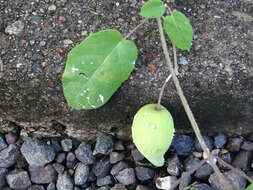 Imagem de Funastrum pannosum (Decne.) Schltr.
