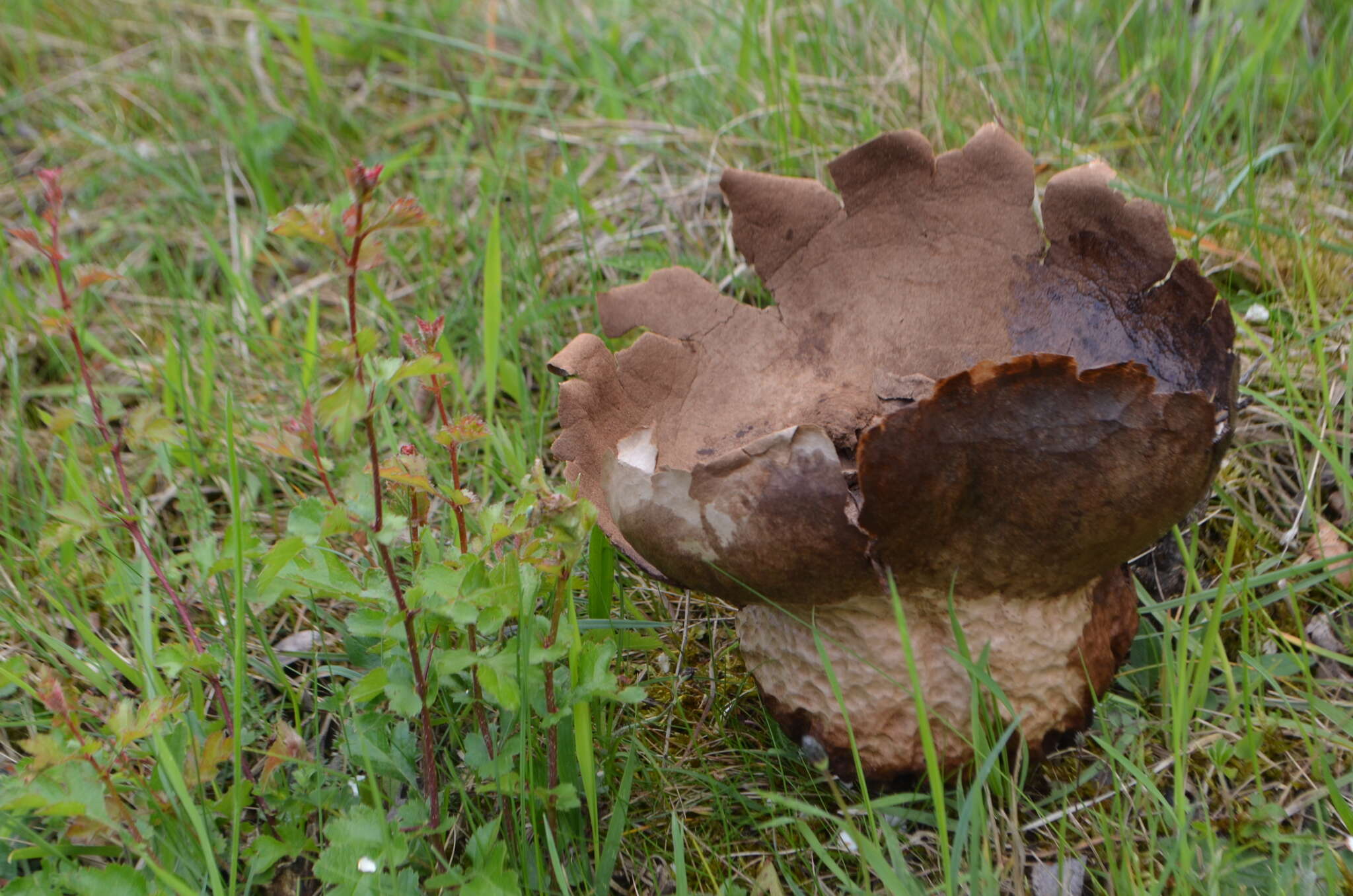 Image of Lycoperdon utriforme Bull. 1791