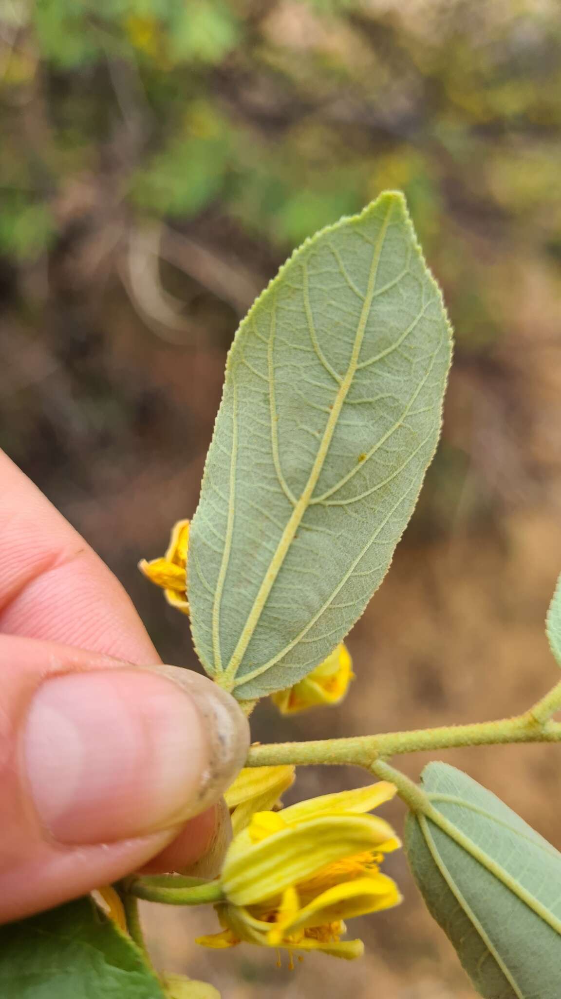 Imagem de Grewia bicolor Juss.