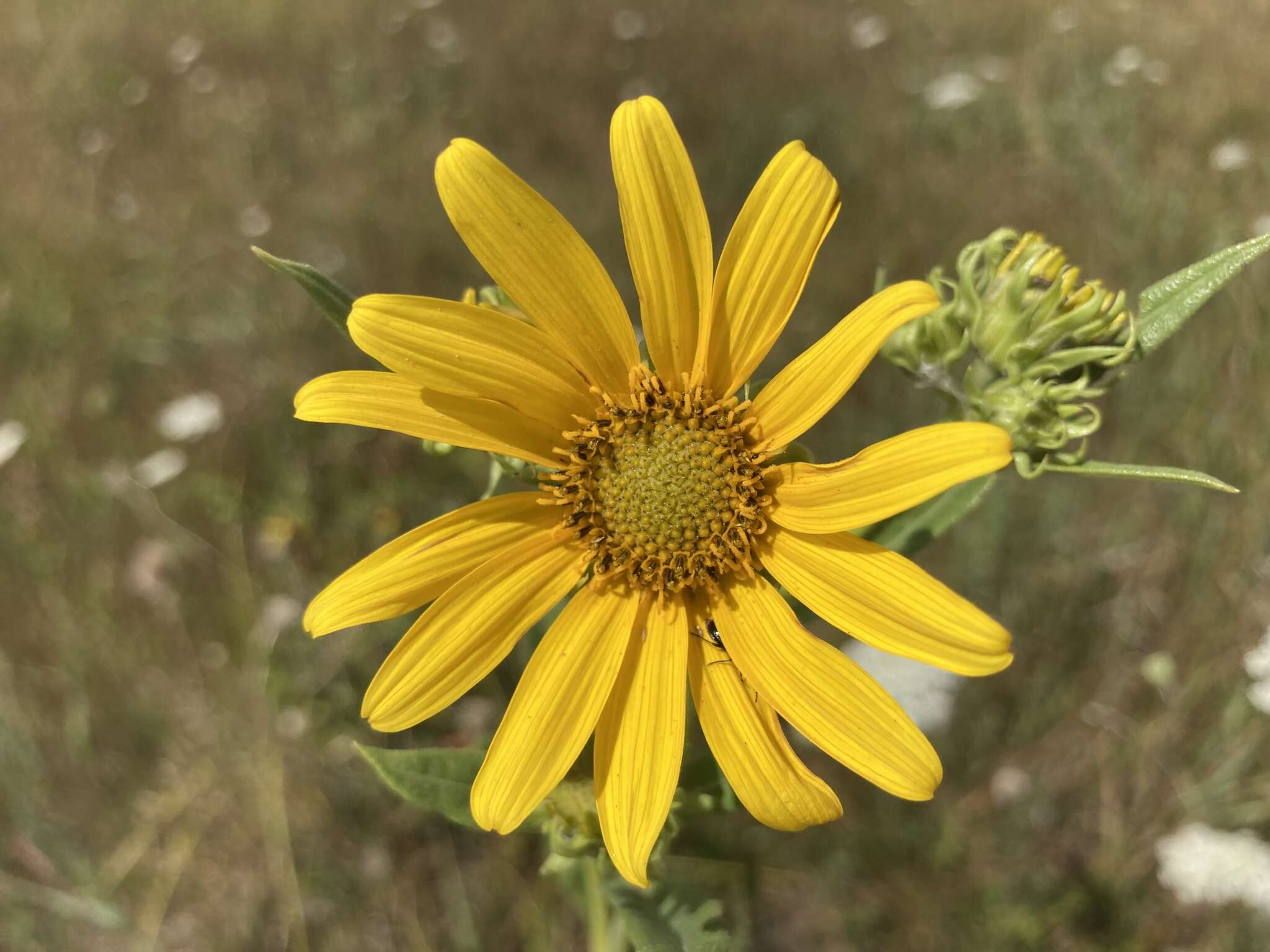 Sivun Helianthus nuttallii Torr. & A. Gray kuva