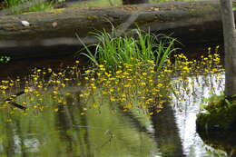 Image of yellow water buttercup