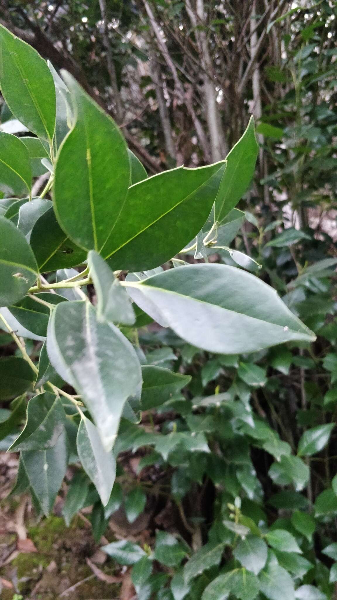 Image of Ilex canariensis subsp. azevinho (Sol. ex Lowe) G. Kunkel