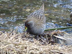 Image of Australian Crake