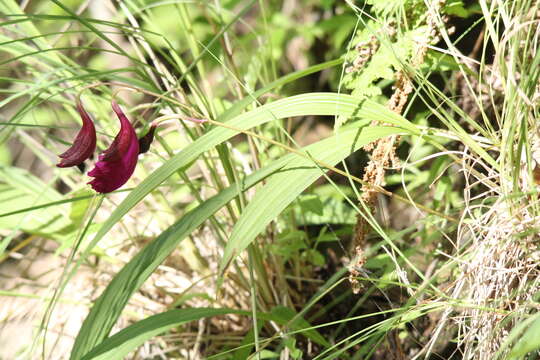 Image of Bletia purpurata A. Rich. & Galeotti