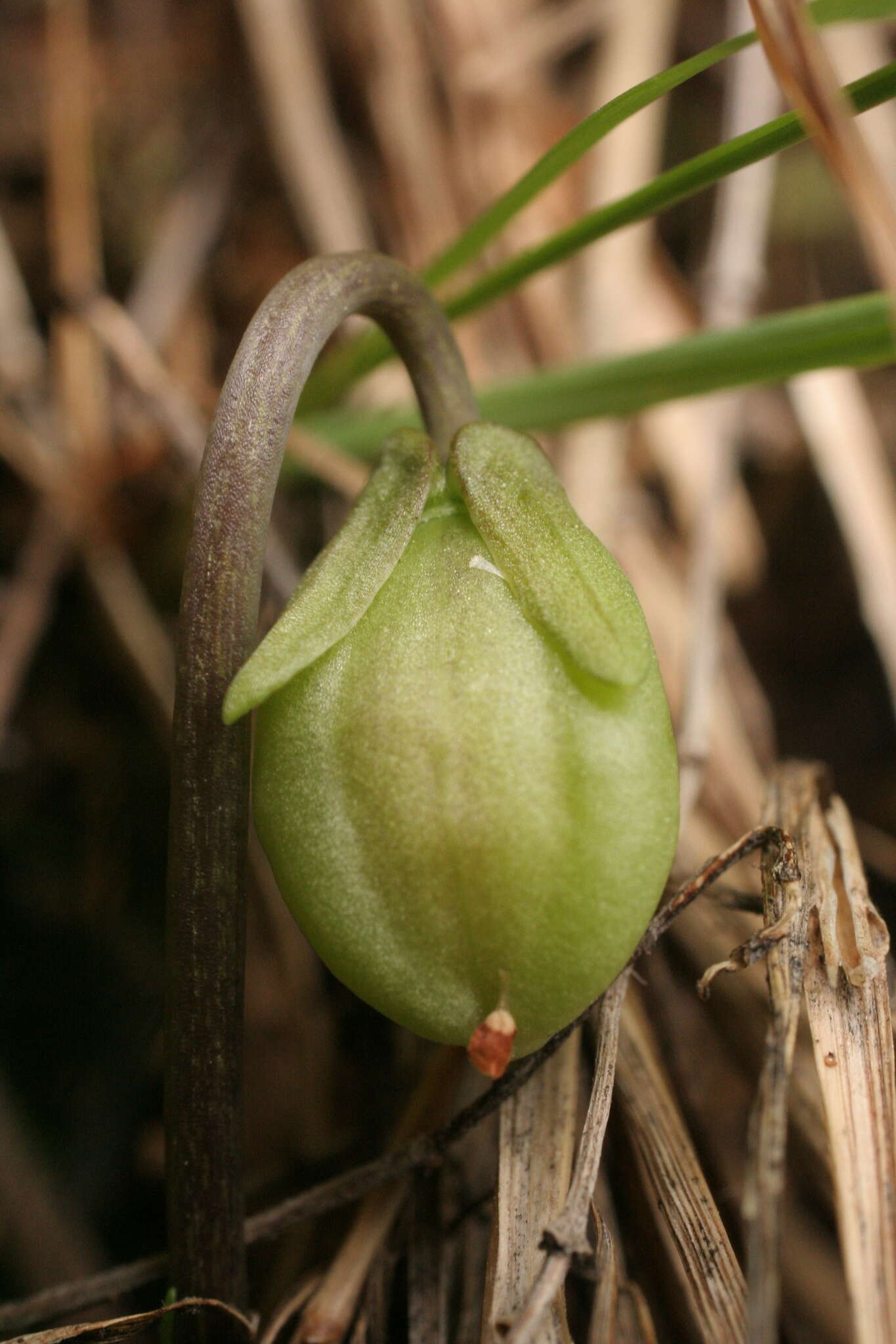 Image of Viola pinnata L.