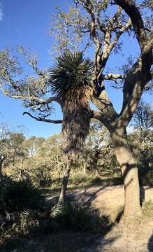 Trithrinax campestris (Burmeist.) Drude & Griseb. resmi